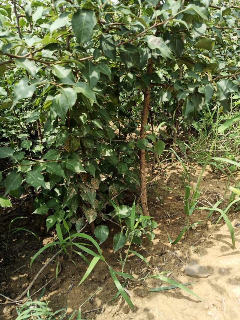 山西杜梨苗一年苗2年苗3年苗基地大量批发包邮
