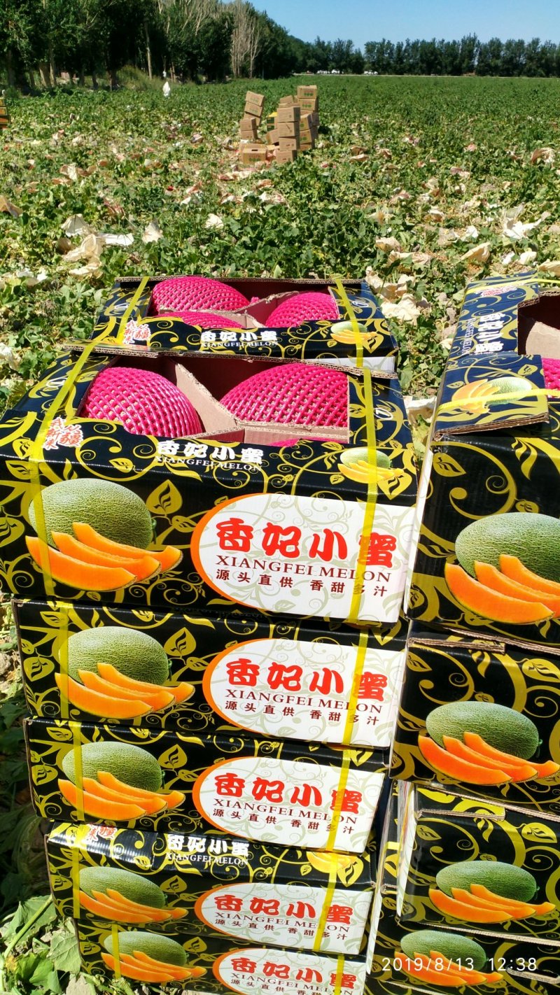 【有好货】新疆10万亩哈密瓜上市了香甜可口可视频看货