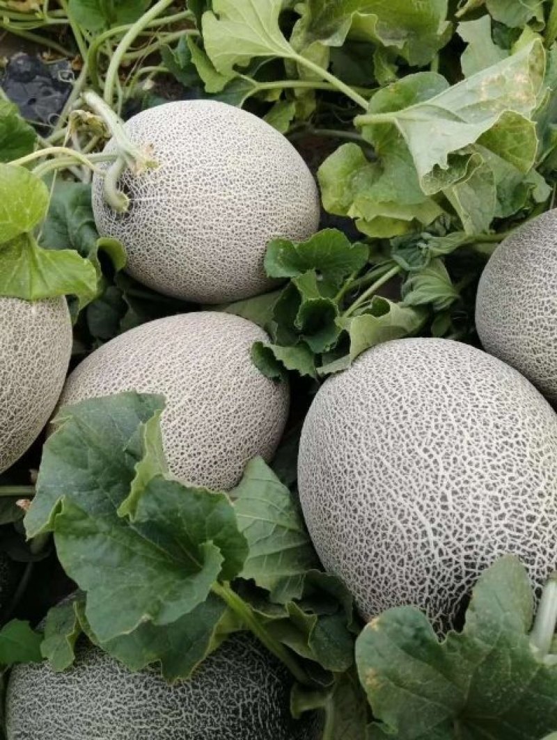 【有好货】新疆10万亩哈密瓜上市了香甜可口可视频看货