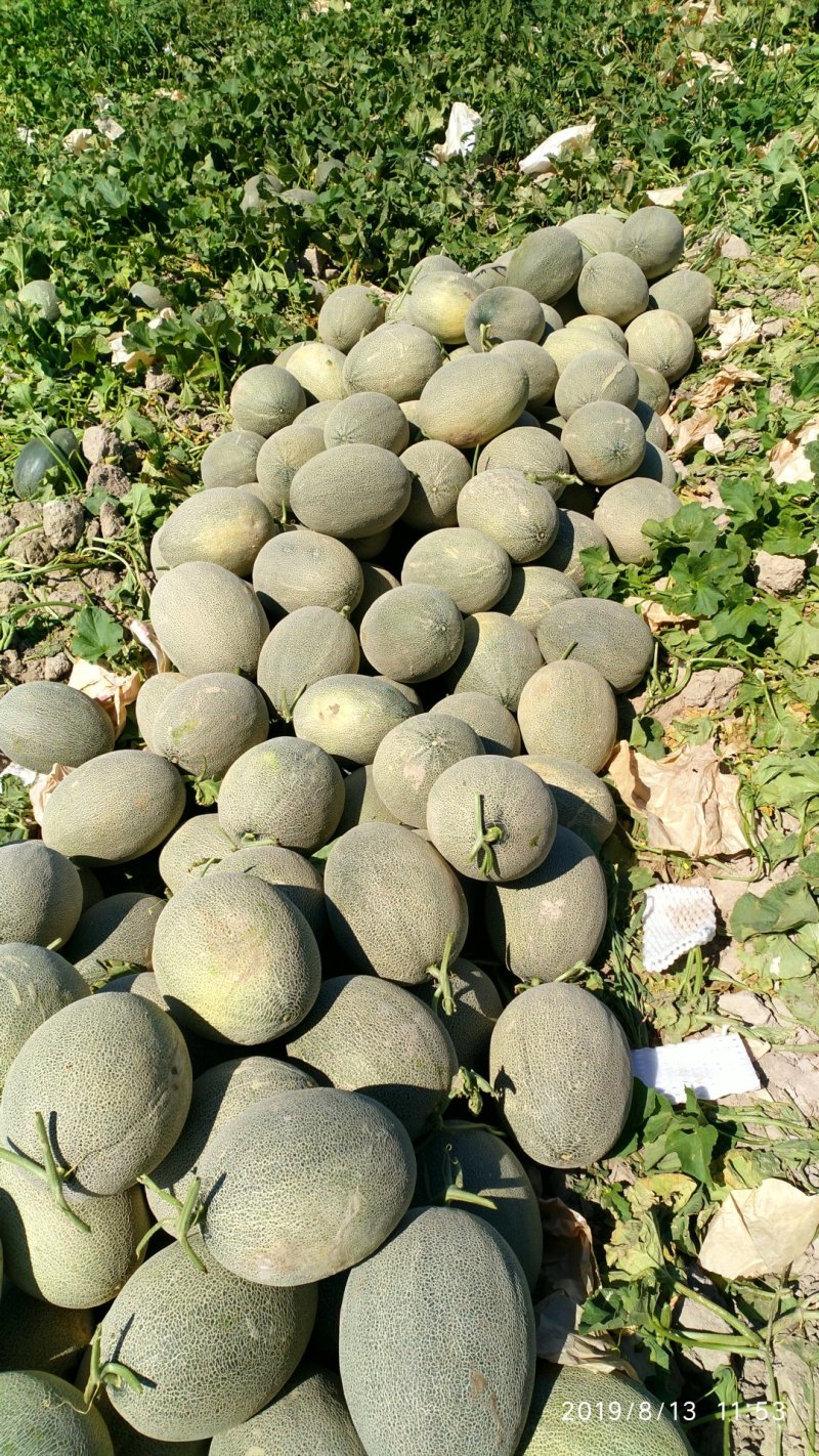 【有好货】新疆10万亩哈密瓜上市了香甜可口可视频看货