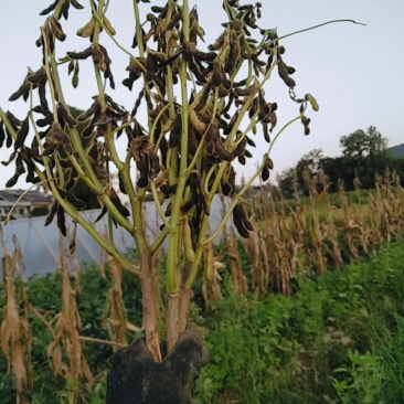 黑豆