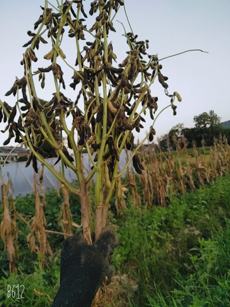 黑豆