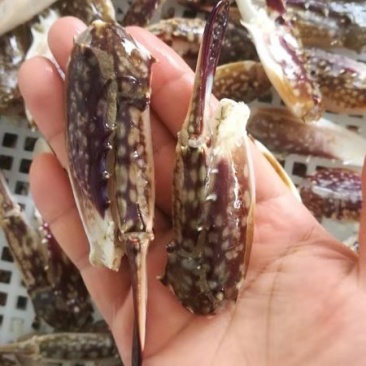 新鲜蟹钳