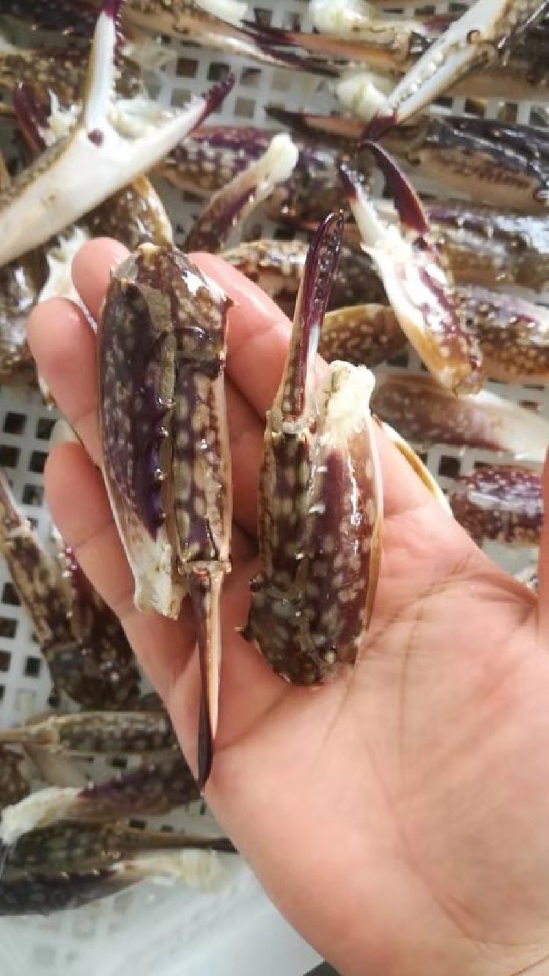 新鲜蟹钳