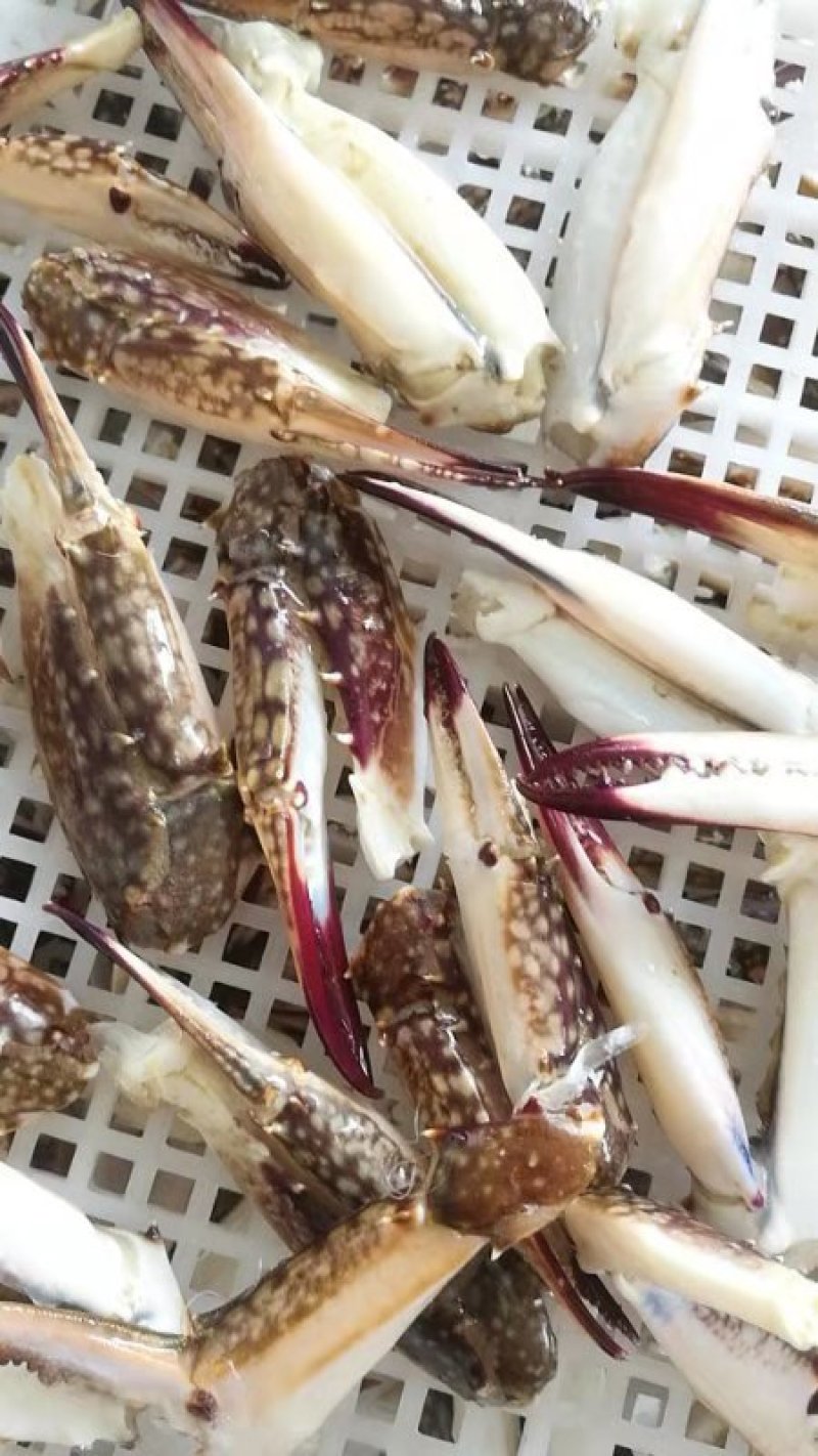新鲜蟹钳
