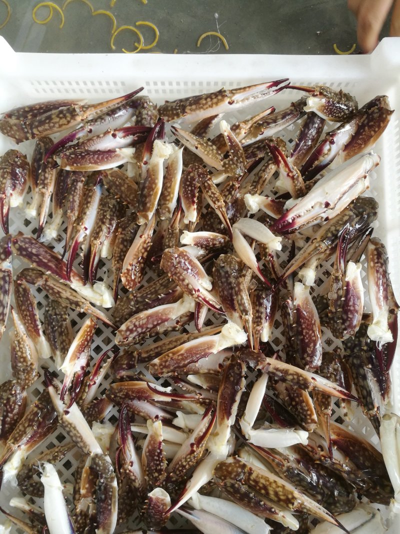 新鲜蟹钳