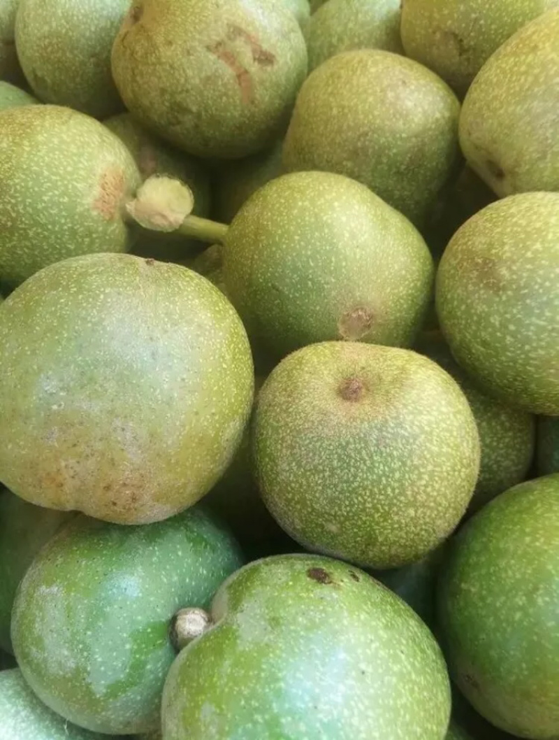 青皮核桃