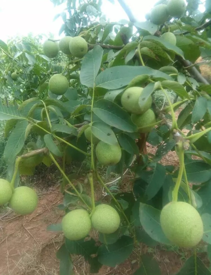 青皮核桃