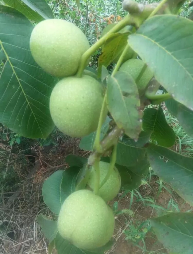 青皮核桃
