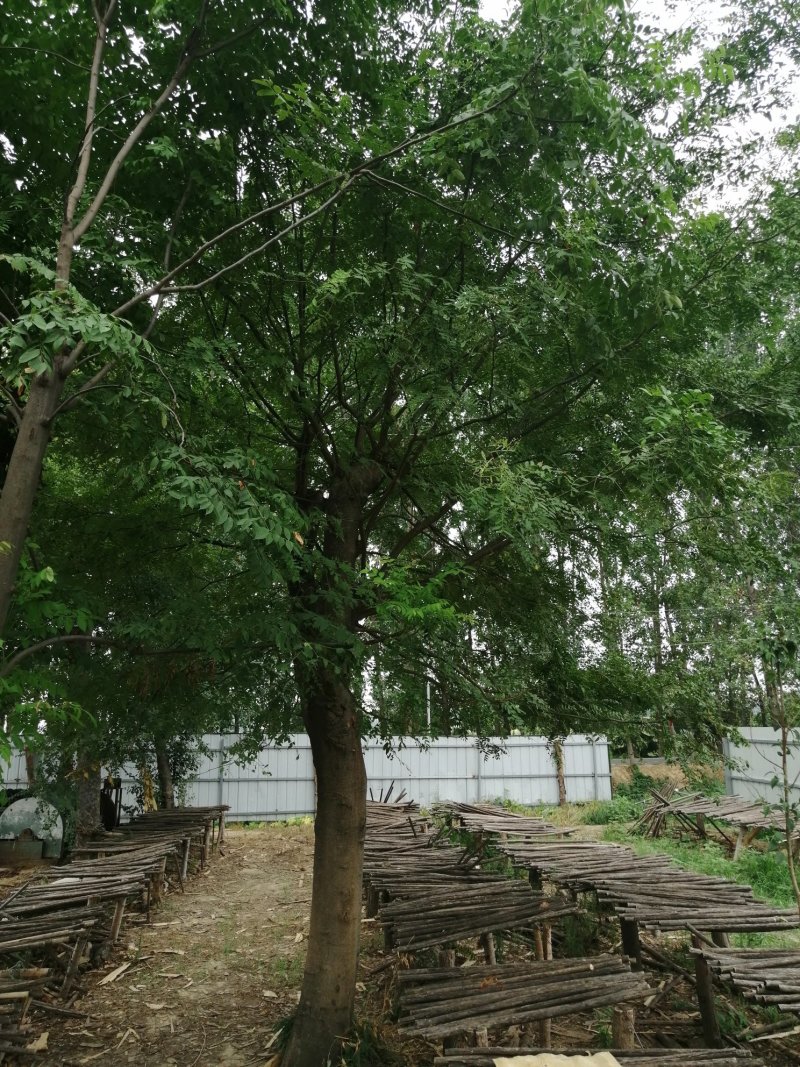 皂角1—100公分皂荚可视频看货包上车一条龙服务