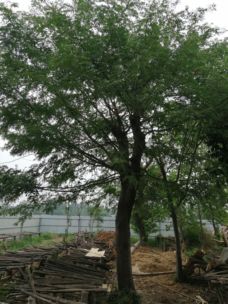 皂角1—100公分皂荚可视频看货包上车一条龙服务