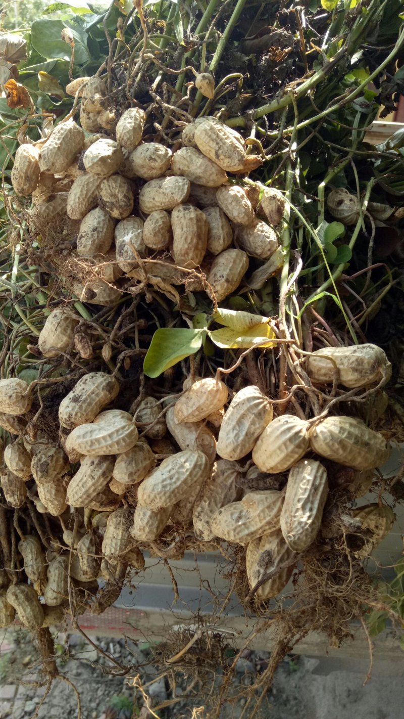 花生鲜花生白沙罗汉果精选通选大量上货机器加工提前预定