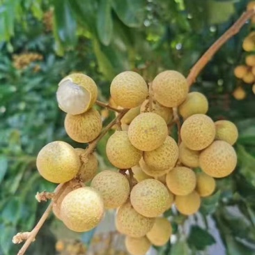 广西石硖龙眼，，，，，，，，，，，，，，，