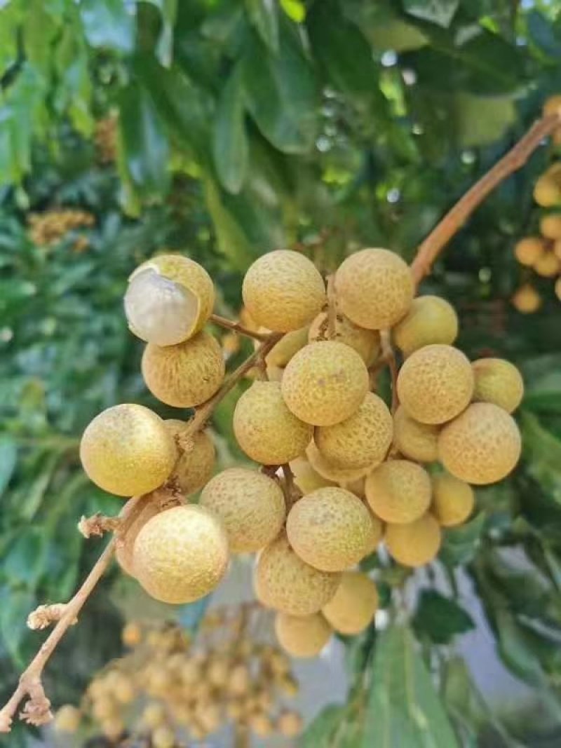 广西石硖龙眼，，，，，，，，，，，，，，，