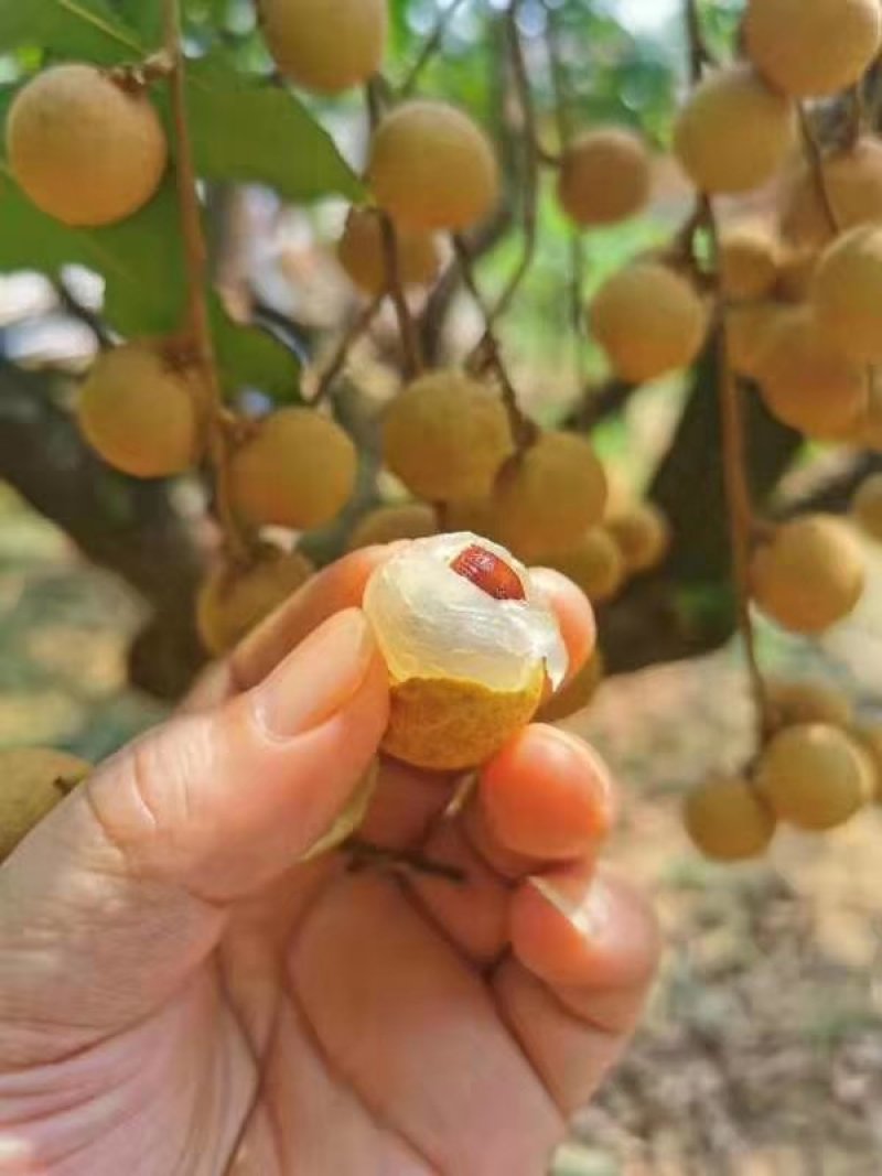 广西石硖龙眼，，，，，，，，，，，，，，，