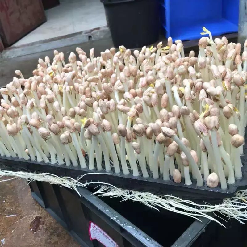 厂家专供花生芽水培箱，长条，圆眼的大量供应