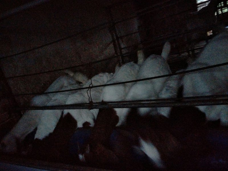 羊苗供应中。价格美丽。