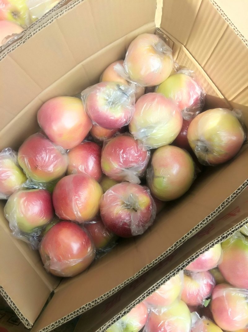 美八苹果大量上市
