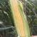 泰阳花水果玉米，个大无虫，8000斤现货