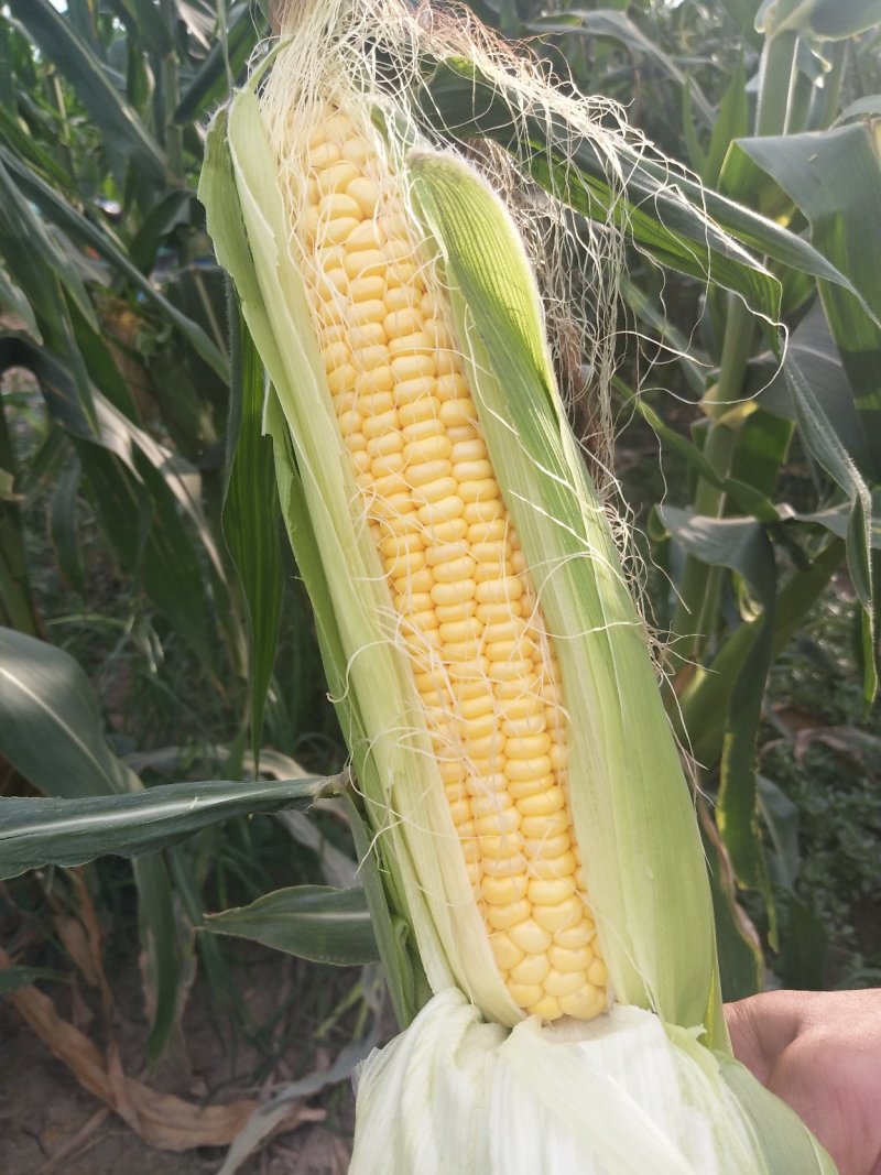 泰阳花水果玉米，个大无虫，8000斤现货