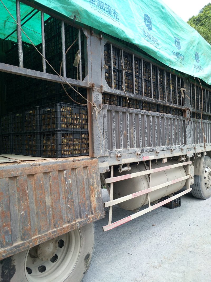湖南湘西特产，米良1号猕猴桃，联系我时请说在一亩田上看到