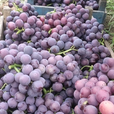 精品巨峰葡萄大量上市中价格便宜