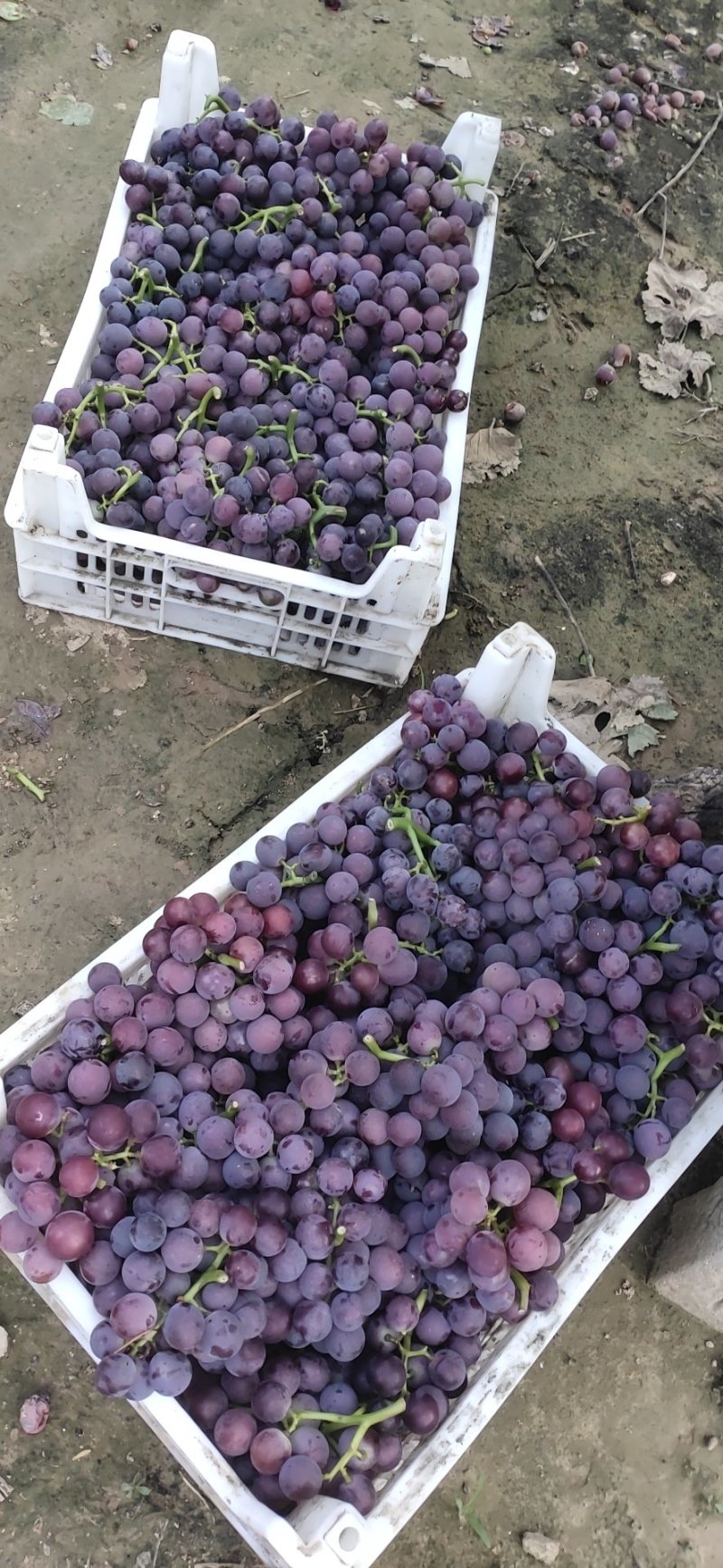 精品巨峰葡萄大量上市中价格便宜