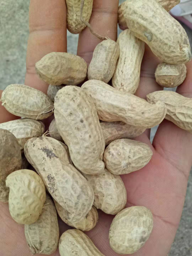 江夏沙土地天府三干货带壳