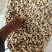 江夏沙土地天府三干货带壳