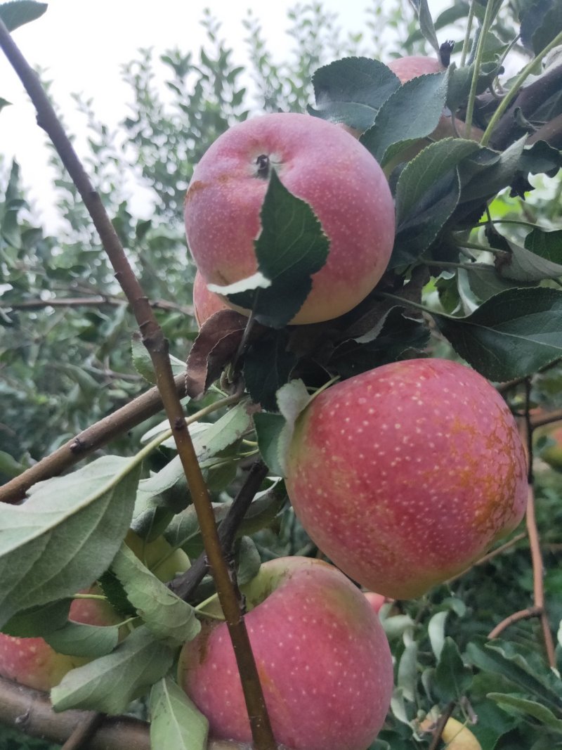 量大优惠