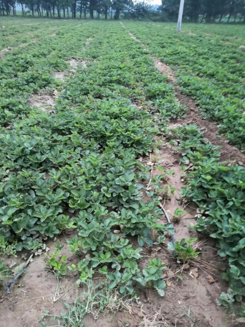 黄河滩热销基质红颜草莓苗、裸根苗。