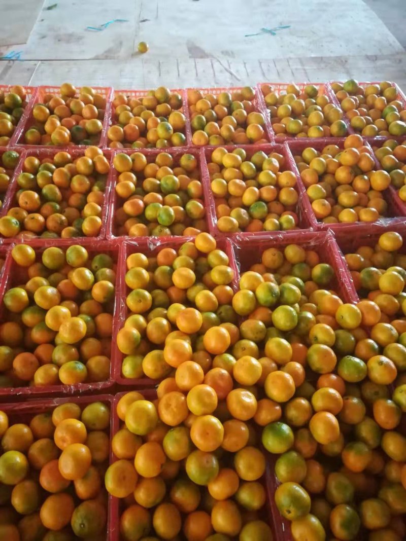 湖北精品蜜橘，特早蜜橘叶果，丑橘基地批发看货采果价格优惠