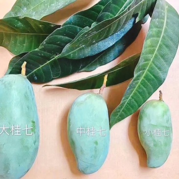 芒果一件代发