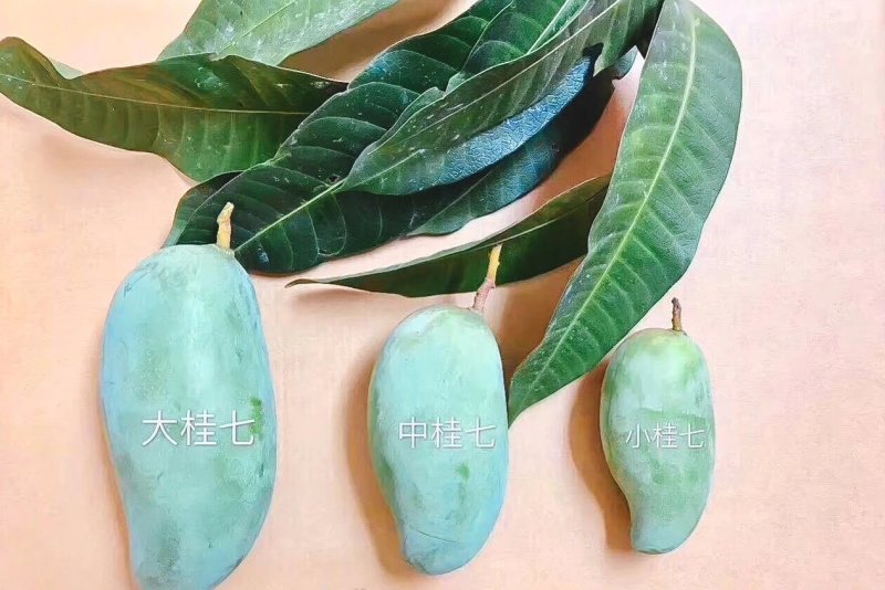 芒果一件代发