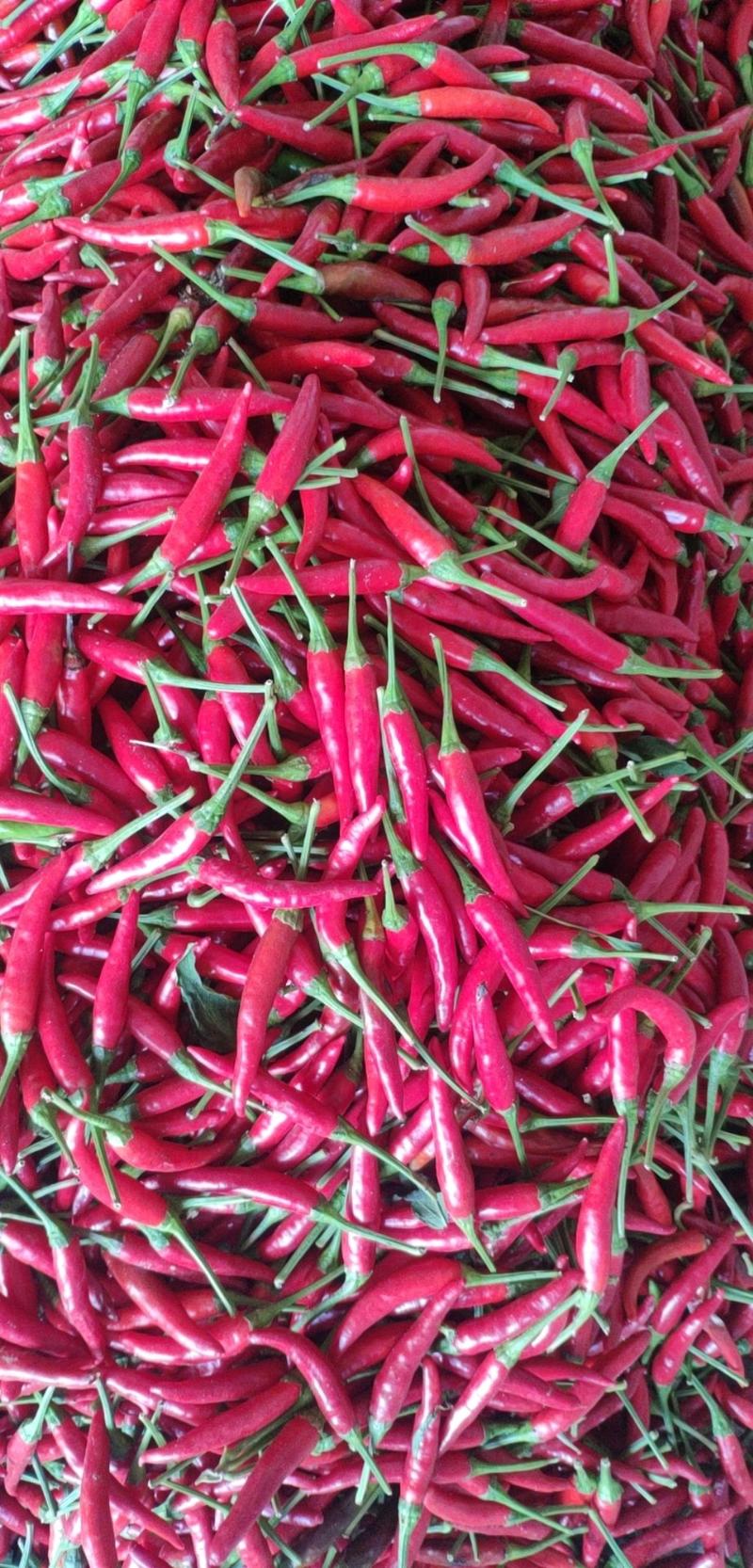 河南红辣椒，基地直采直发可视频看货，货源稳定供货全国市场