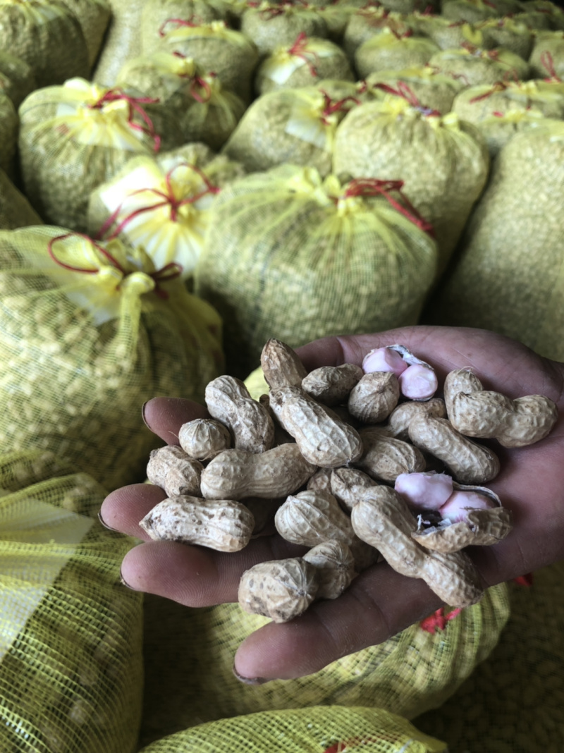 【精选特卖】小白沙鲜花生颗粒饱满过筛可供超市市场