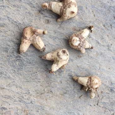 白芨产新，需要的联系