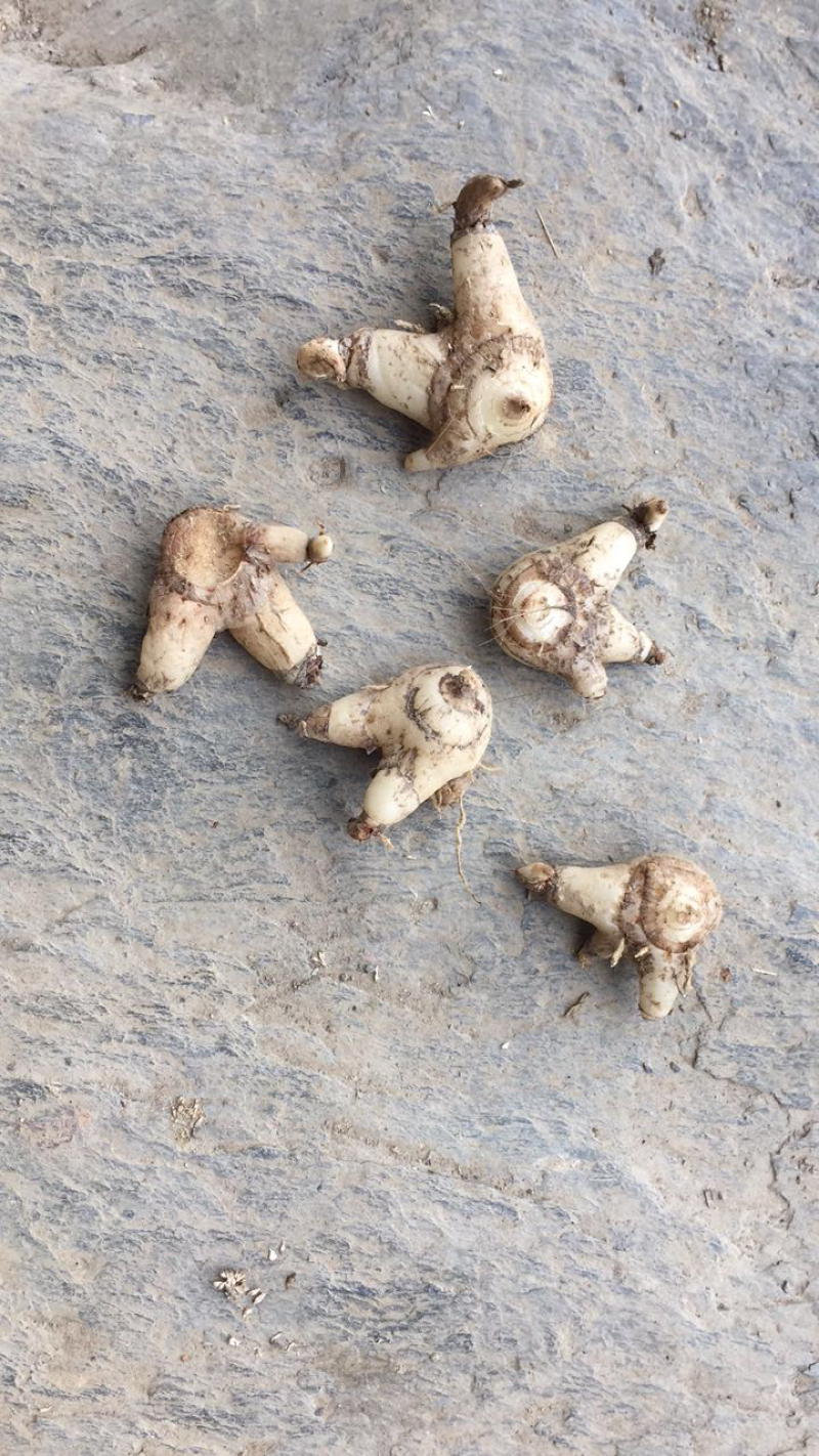 白芨产新，需要的联系