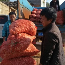 云南开远碑高山生态藠头即将成熟上市，可按需分捡，全国发货