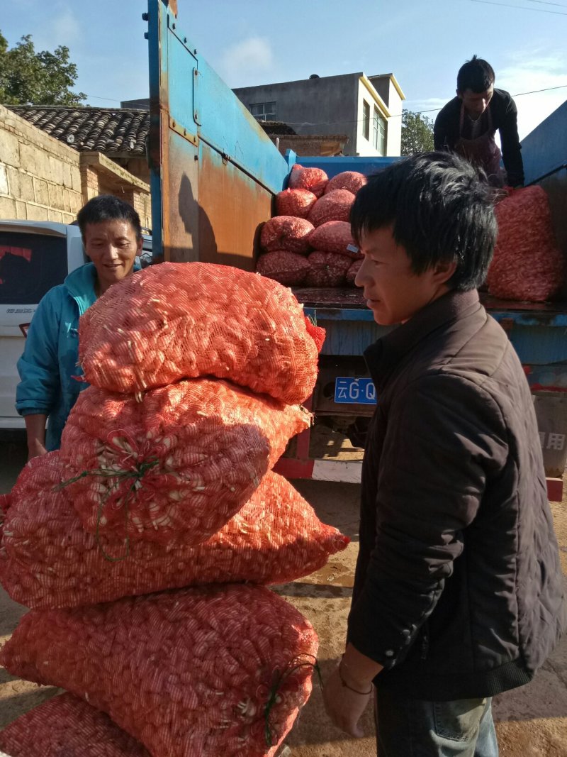 云南开远碑高山生态藠头即将成熟上市，可按需分捡，全国发货