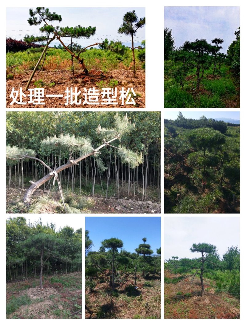 造型松