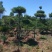 造型松