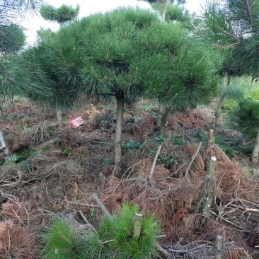 造型松