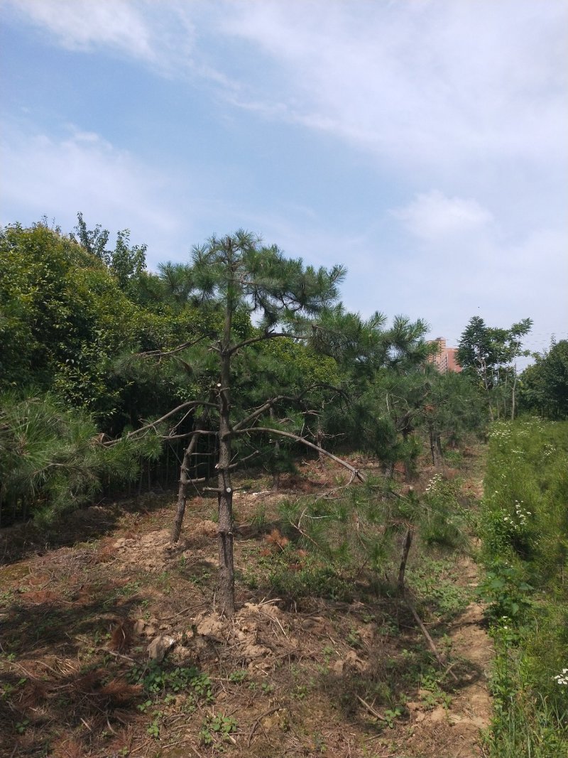 造型松