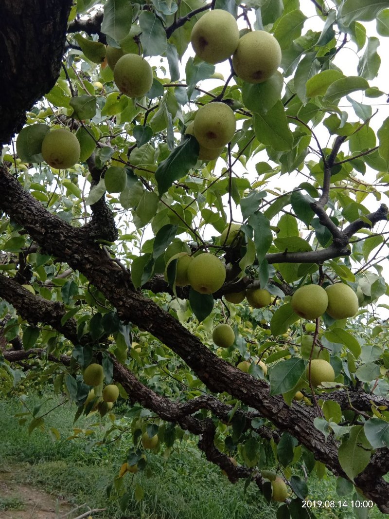 新鲜梨
