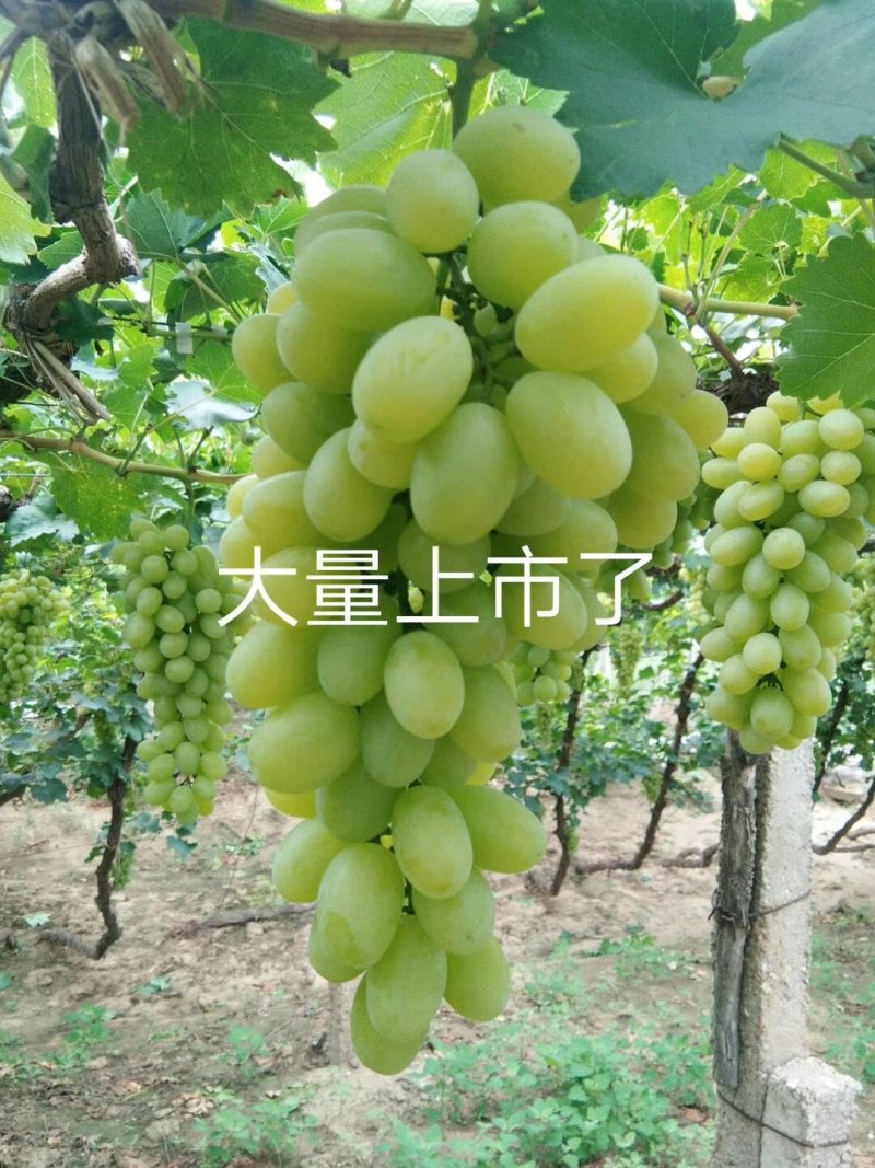 葡萄维多利亚葡萄颗粒大，糖度高，颜色好，果面干净