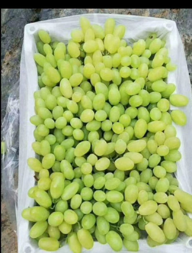 葡萄维多利亚葡萄颗粒大，糖度高，颜色好，果面干净