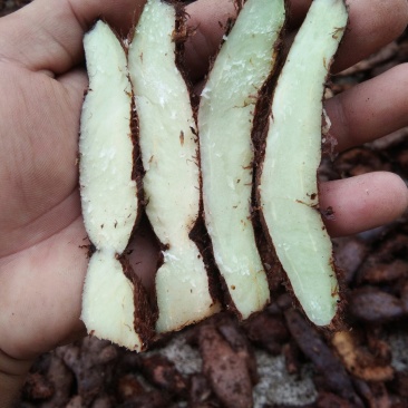 广东本土大量新鲜骨碎补