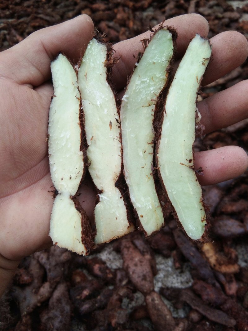 广东本土大量新鲜骨碎补