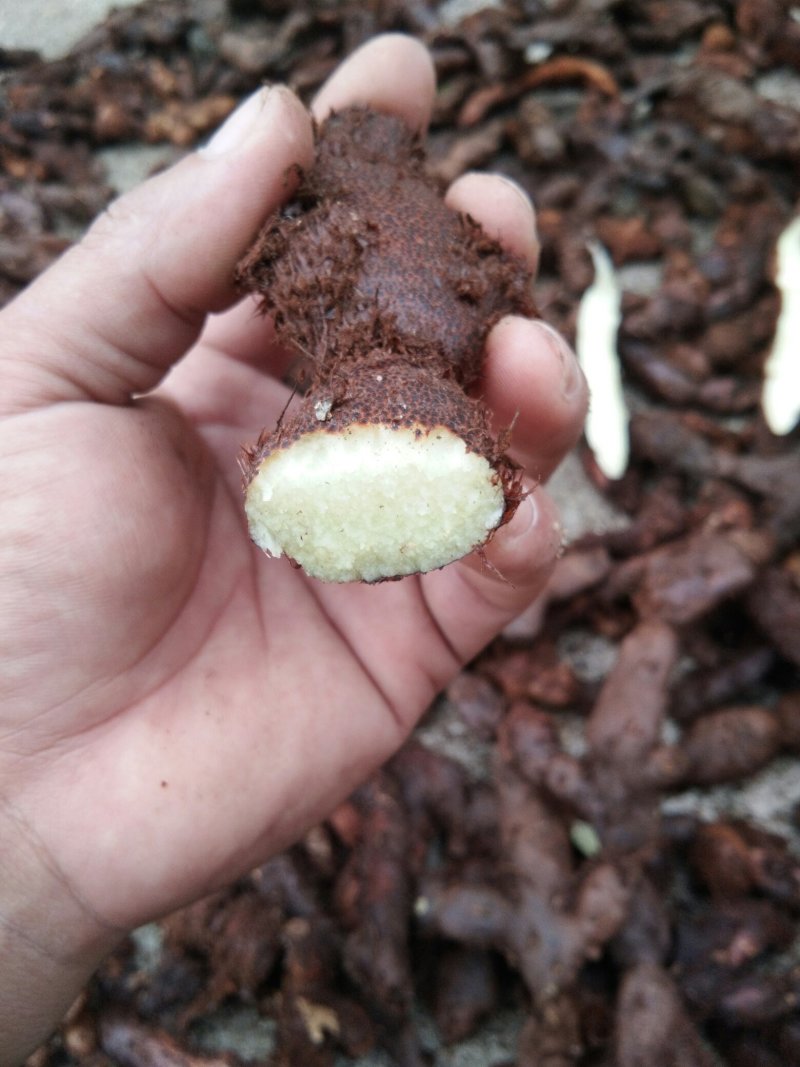 广东本土大量新鲜骨碎补